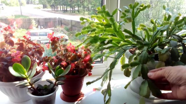 ХЛОРЕЛЛА подкормка комнатных растений