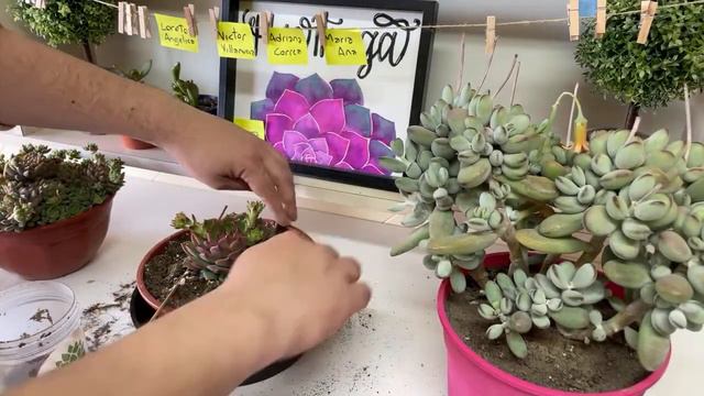 PROGRAMA 093: Cotyledon orbiculata Oophylla y mas! (03/09/2022) смотреть онлайн