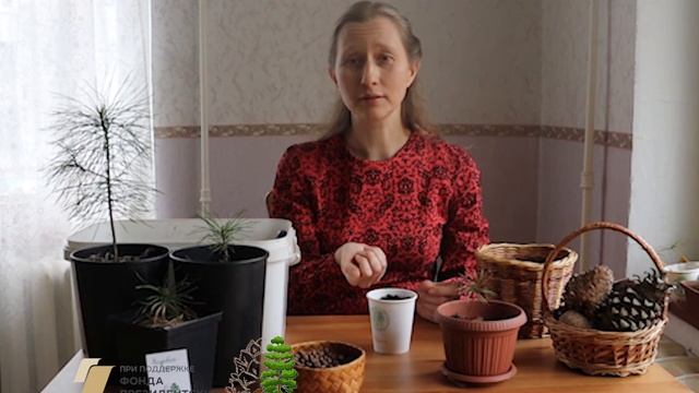 Мастер-класс по посадке кедриков из орешков. Флешмоб #Кедровая весна смотреть онлайн