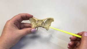 Клиновидная кость