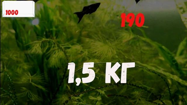 АКВАРИУМ С НУЛЯ смотреть онлайн