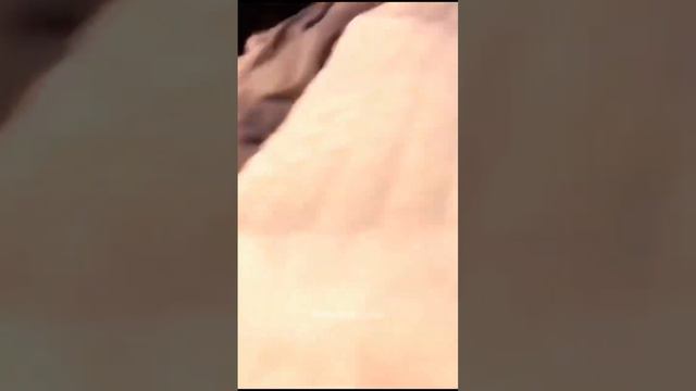 Смешные животные #73 #shorts
