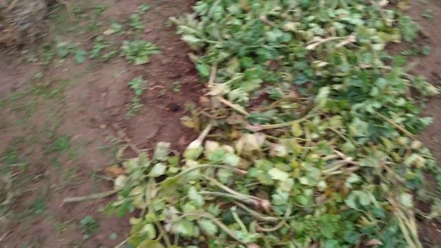 КАК ЛЮБУЮ ПОЧВУ СДЕЛАТЬ РЫХЛОЙ И ЖИРНОЙ! Дельные СОВЕТЫ для БОЛЬШИХ УРОЖАЕВ!!! смотреть онлайн