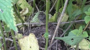 Как найти гнезда птиц на земле