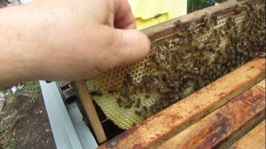 перевожу пчел на ячейку 4,6 - 5,0 мм, часть 74, пчелы искуственного роя строят пчелиную ячейку 4,88