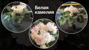 Фиалка ЛЕ-Белая камелия. Первое цветение. Презентация.