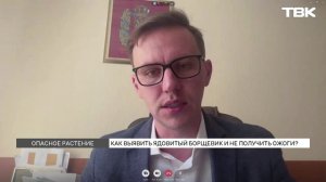 Как распознать борщевик и чем он опасен?