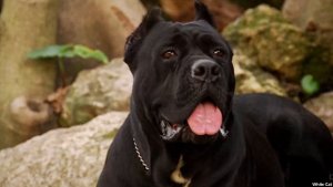 Кане Корсо сдержанный защитник или неуправляемый монстр. Плюсы и минусы породы.