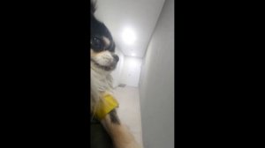 Лёва говорит мяу