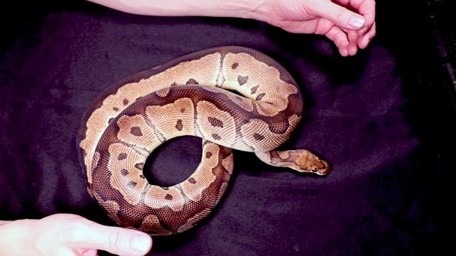Showing Off my Ball Pythons (and Giving them Names!) смотреть онлайн