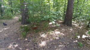 #Новосибирск. Прогулка по Зоопарку им.Шило. Реакция и эмоции.