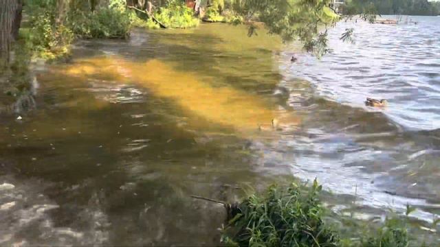 Дачная жизнь в августе . смотреть онлайн