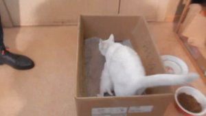 Котята  растут  Как отличить мальчика и девочку