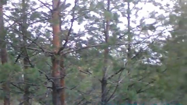 ХВОЙНЫЙ ЛЕС смотреть онлайн