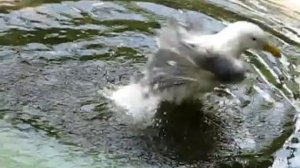 Птичка польку танцевала.