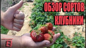 ОБЗОР СОРТОВ КЛУБНИКИ. САД (ОГОРОД) И ТЕПЛИЦА.