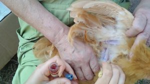 Как прививать от ОСПЫ кур, индюков,голубей,перепелов.