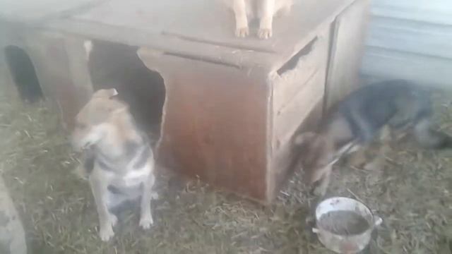 У нас пополнение/Ника 6 лет/Приют для собак г.Ефремов смотреть онлайн