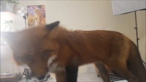 Лис Съел все Розы и Большая Охота на Кота Ваську)) - Жизнь с Лисой / MIKI THE FOX
