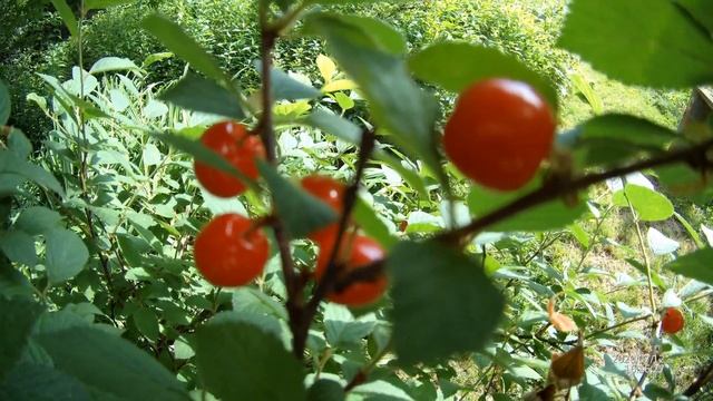 Лес и дача, Южное Приморье, июль 2020 г. смотреть онлайн