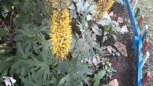 #ligularia #сад #бузульник / Бузульник Пржевальского(лат. ligularia Przewalskii).Золотые свечи сада