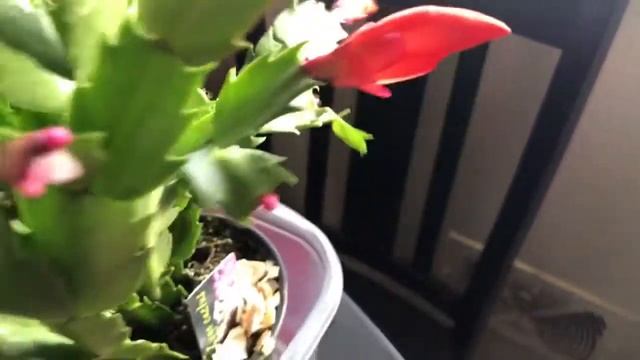 ?My new Thanksgiving Schlumbergera cactus houseplant 11/11/2021? смотреть онлайн