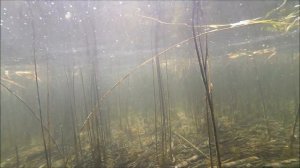 Подводная охота калининград...озеро виштынец