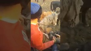 Манас Ниязов кучтуусун балбан💪🇰🇬🔥