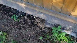 Применение глины на дачном участке