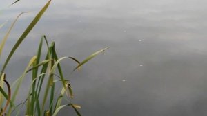 Ловля окуня на поплавок  Ловля живца