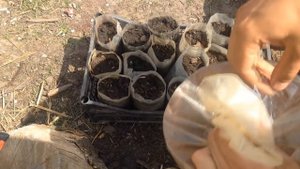 Как сделать стаканчик для рассады