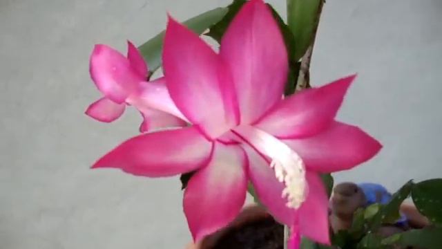 FLOR-DE-MAIO - Meu jardim ! смотреть онлайн