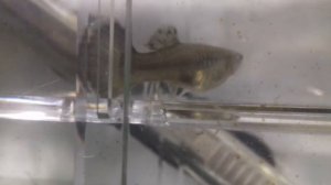 Гуппи рожает!!!