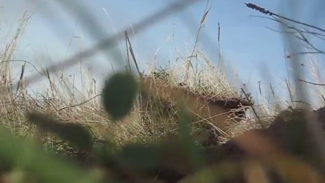 коп х тера 705(катушка голиаф) смотреть онлайн