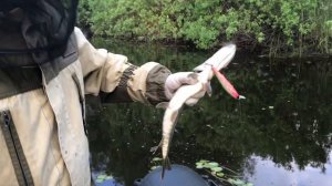 Рыбалка 22.06.23 На реке Тоя