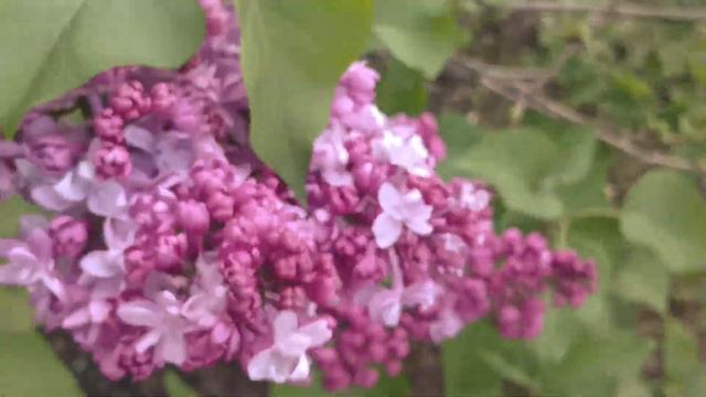 Lilac 🌺🌺🌺 flowers 🌺 🌺 🌺 Pink, Syringa L,сирень, розовая,Syringa L смотреть онлайн