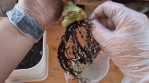 пересадка безымянного гиппеаструма, корневой клещ как результат пребывания на улице