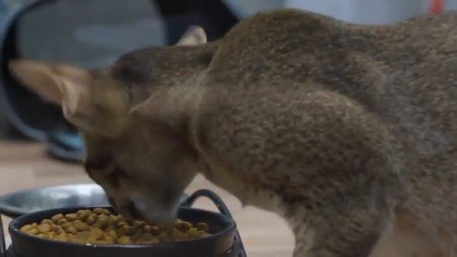 Ориентальская кошка Кеси смотреть онлайн