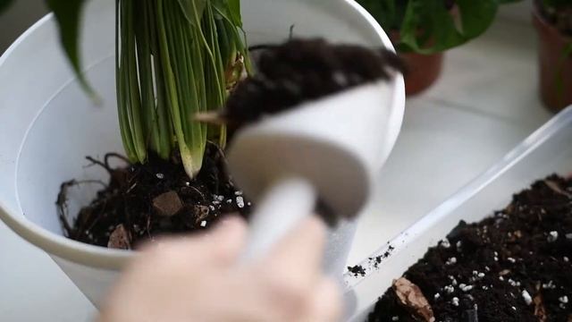 Идеальный грунт для Спатифиллума | Пересадка и размножение