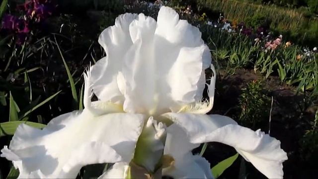 Месмерайз высокий ирис смотреть онлайн