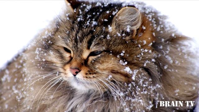 11 самых крупных пород домашних кошек / самые большие домашние кошки смотреть онлайн