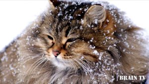 11 самых крупных пород домашних кошек / самые большие домашние кошки