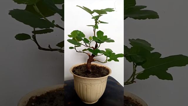 Ficus carica инжир бонсай bonsai