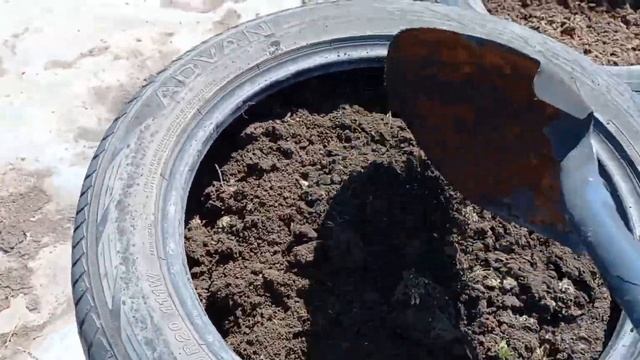 Садим картошку  в автопокрышки.
