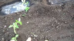 ПОМИДОРЫ СЛИВКА, рассаду САДИМ ЛЁЖА