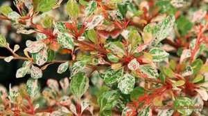 Барбарис тунберга Наташа (berberis thunbergii natasza) ? обзор: как сажать, саженцы барбариса Наташ