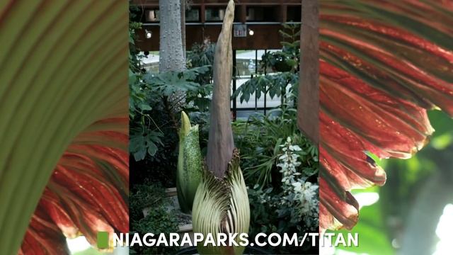 Titan Arum on Display at Floral Showhouse смотреть онлайн
