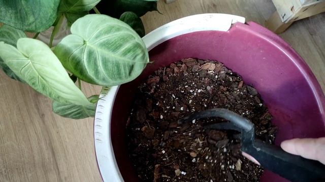 Сингониум Айс Фрост(Ice Frost) Подробности ухода и содержания смотреть онлайн