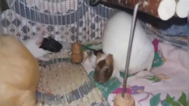 Морские свинки/Сборник видео про свинок смотреть онлайн