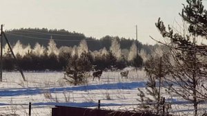 Утром на даче в Завидовском заповеднике д.Овсянниково